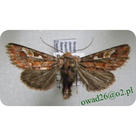 Panolis flammea (Denis & Schiffermüller, 1775) Strzygonia choinówka